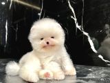 Thailanddan Gelen Teddy Bear Özel Seri Yavru