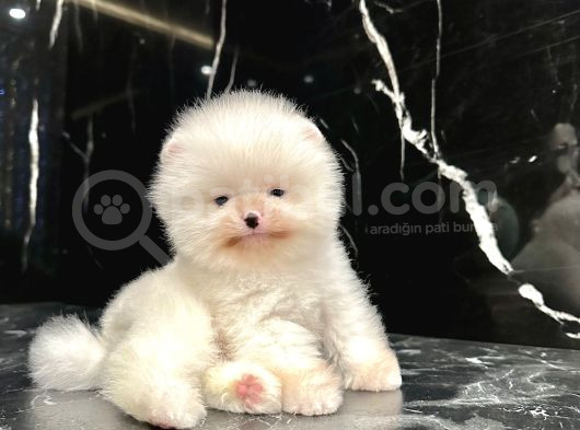 Thailanddan Gelen Teddy Bear Özel Seri Yavru görsel