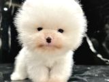 Thailanddan Gelen Teddy Bear Özel Seri Yavru