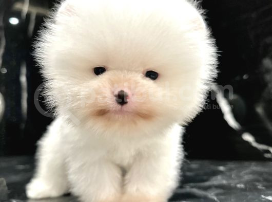 Thailanddan Gelen Teddy Bear Özel Seri Yavru görsel