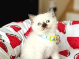 British Shorthair Chocolate Point Yavrular