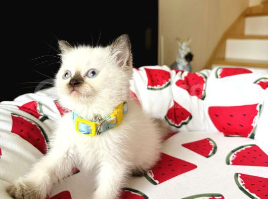 British Shorthair Chocolate Point Yavrular görsel