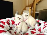 British Shorthair Silver Point Yavrular
