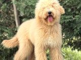 Dev Boy Labradoodle Yavrumuz