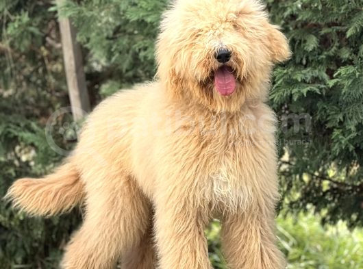 Dev Boy Labradoodle Yavrumuz görsel