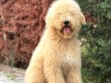 Dev Boy Labradoodle Yavrumuz