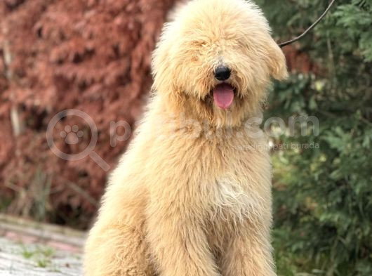 Dev Boy Labradoodle Yavrumuz
