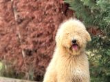 Dev Boy Labradoodle Yavrumuz