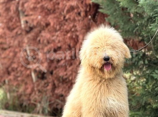Dev Boy Labradoodle Yavrumuz görsel