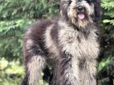 Merle Özel Renk Labradoodle