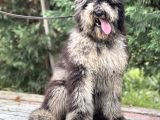 Merle Özel Renk Labradoodle
