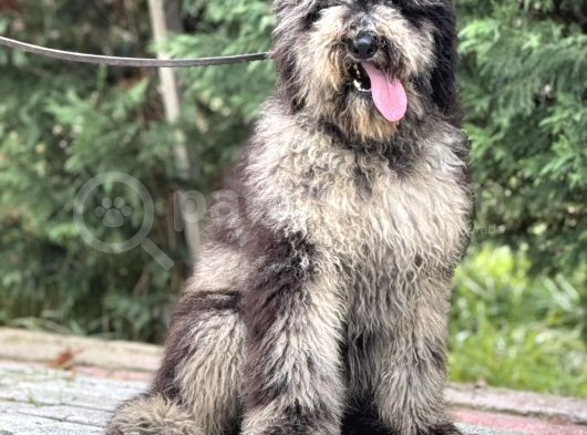 Merle Özel Renk Labradoodle görsel