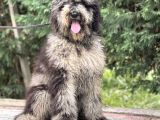 MERLE ÖZEL RENK Labradoodle