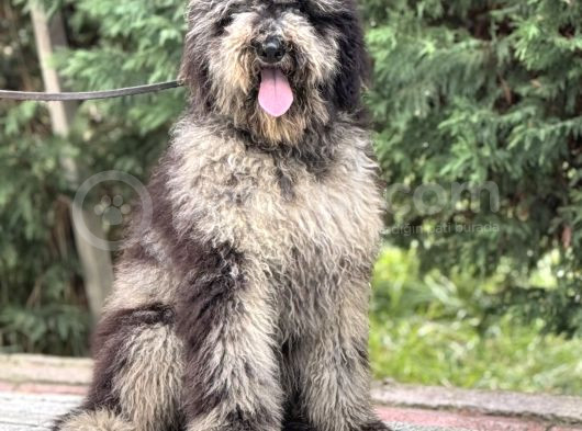 Merle Özel Renk Labradoodle