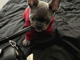 3 Aylık Yavru French Bulldog