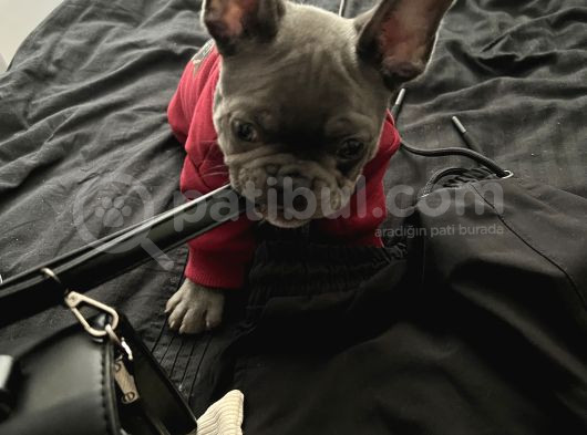 3 Aylık Yavru French Bulldog görsel