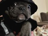3 Aylık Yavru French Bulldog