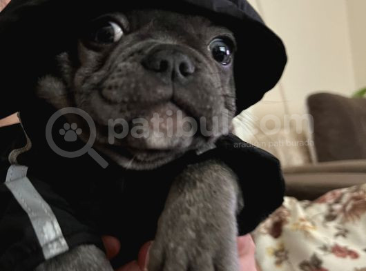 3 Aylık Yavru French Bulldog