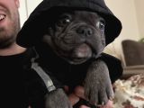 3 Aylık Yavru French Bulldog
