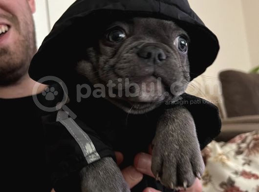 3 Aylık Yavru French Bulldog görsel