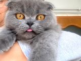 Acil Yuva aranıyor Scottish Fold