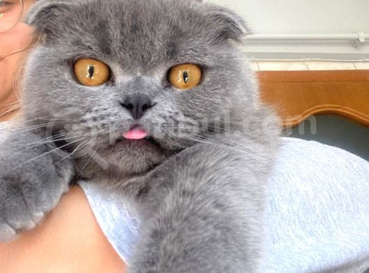 Acil Yuva Aranıyor Scottish Fold