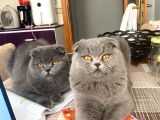 Acil Yuva Aranıyor Scottish Fold