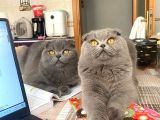 Acil Yuva Aranıyor Scottish Fold