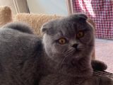 Acil Yuva Aranıyor Scottish Fold