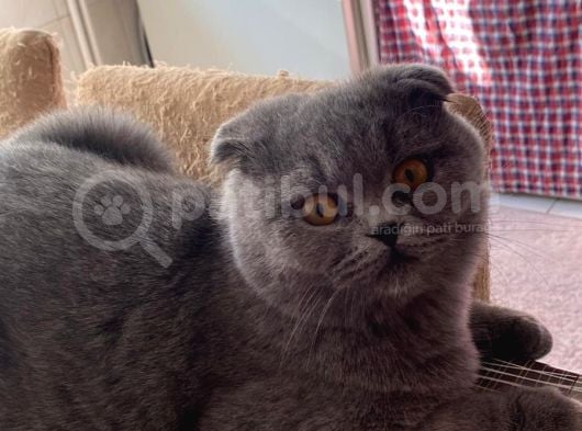 Acil Yuva Aranıyor Scottish Fold görsel