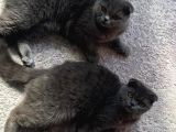 Acil Yuva Aranıyor Scottish Fold