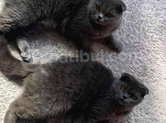 Acil Yuva Aranıyor Scottish Fold görsel