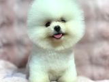 Üst Kalite Pomeranian Bebekler