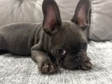 3 Aylık Yavru French Bulldog
