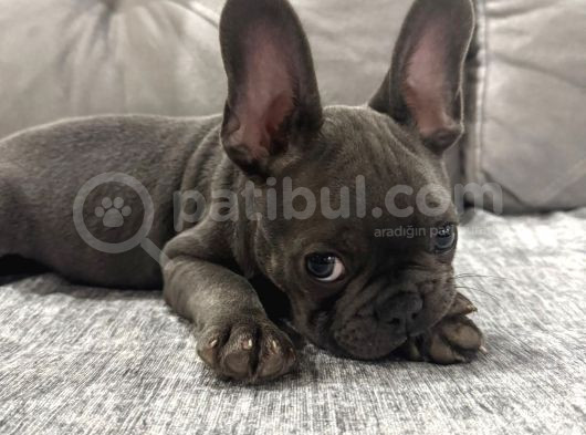 3 Aylık Yavru French Bulldog görsel