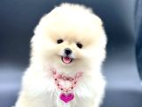 Exacly Teddy Bear Boo Yüz Garantili