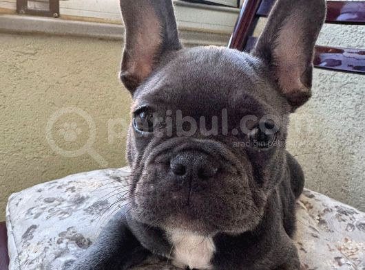 3 Aylık Yavru French Bulldog görsel