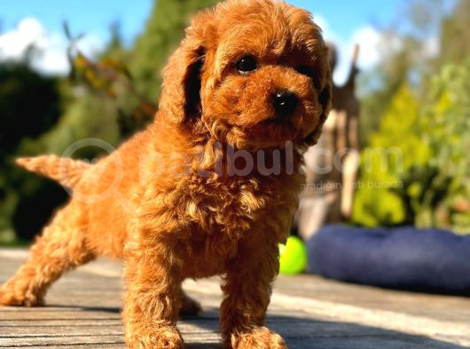 Türki̇yeni̇n Tek Gerçek Toy Poodle Bebekleri̇ görsel