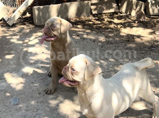 Pug Pi̇nk Plati̇num-Tan Cari̇er