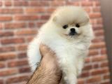 Ayı Suratlı Pomerri̇an Boo Yavrumuz 