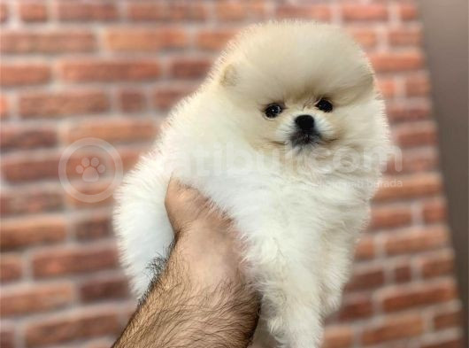 Ayı Suratlı Pomerri̇an Boo Yavrumuz  görsel