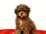 2 Ve 3 Kg Garantisi Altında Red Tooy Poodle Sevi̇mli̇ Kipkirmi