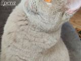 Bristish shorthair