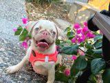 Pug Pi̇nk Plati̇num-Tan Cari̇er