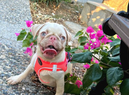 Pug Pi̇nk Plati̇num-Tan Cari̇er görsel
