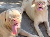 Pug Pi̇nk Plati̇num-Tan Cari̇er