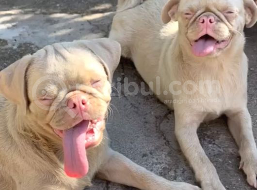 Pug Pi̇nk Plati̇num-Tan Cari̇er görsel