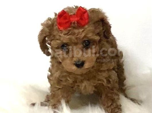 2 Ve 3 Kg Garantisi Altında Red Tooy Poodle Sevi̇mli̇ Kipkirmi