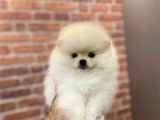 Ayı suratlı POMERRİAN BOO YAVRUMUZ 