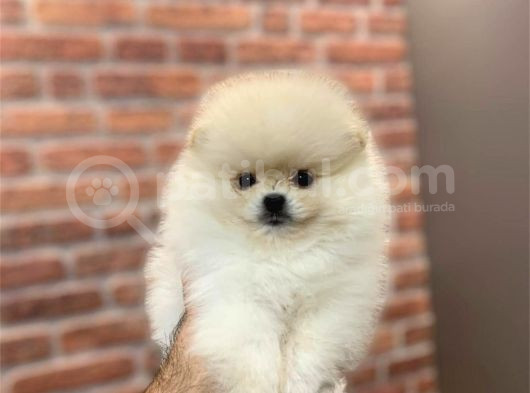 Ayı Suratlı Pomerri̇an Boo Yavrumuz 